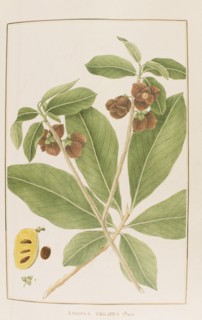 Asimina triloba, botany table, botanical garden of padova