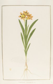 Sparaxis tricolor, botany table, botanical garden of padova