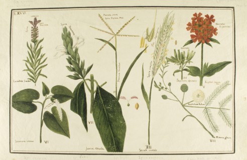 Botany table, botanical garden of padova