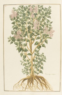 Syringa vulgaris, botany table, botanical garden of padova