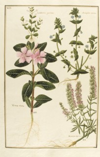 Botany table, botanical garden of padova