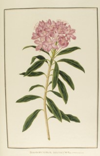Rhododendron ponticum, botany table, botanical garden of padova