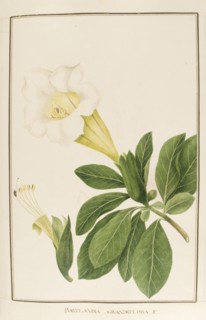 Portlandia grandiflora, botany table, botanical garden of padova