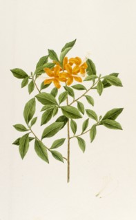 Botany table, botanical garden, Padova