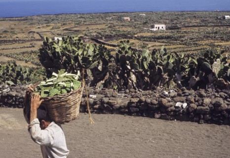 Farmer after pruning of prickly pears, linosa, italy