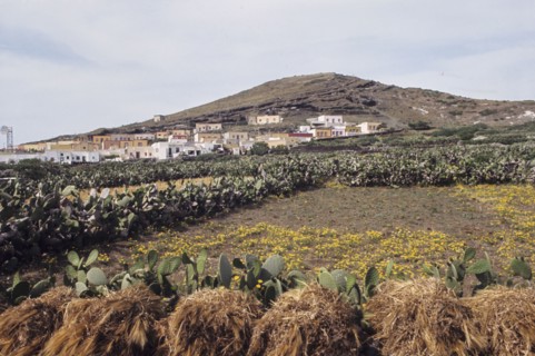 Prickly pears, linosa, italy