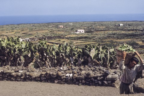 Farmer after pruning of prickly pears, linosa, italy