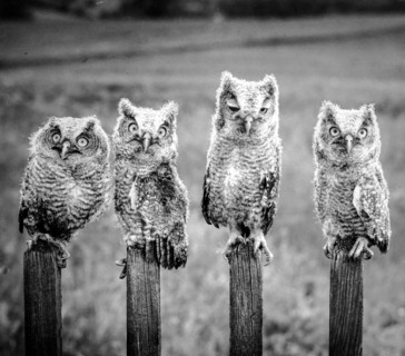Owls