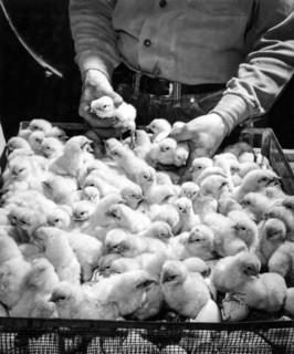 Breeding of chicks