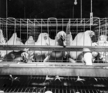 Breeding of roosters