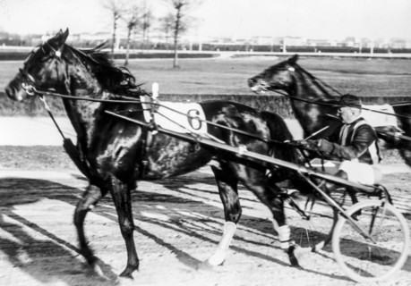 Trotting horse race, gran premio Milano, won by muscletone led by finn, racecourse milan 1935