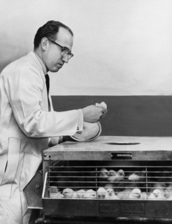 Dr. Jonas Salk At Work