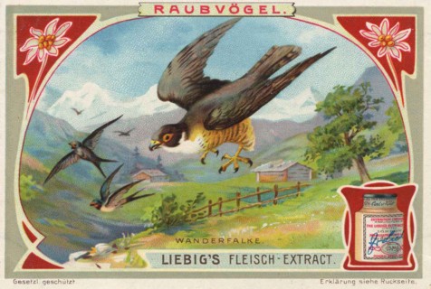 Picture series birds of prey