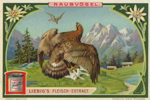 Picture series birds of prey