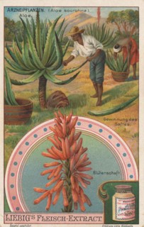 Picture series the preparation of medicinal plants