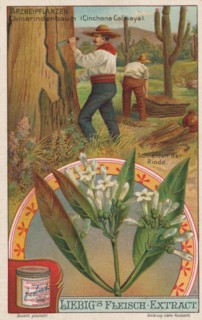 Picture series the preparation of medicinal plants