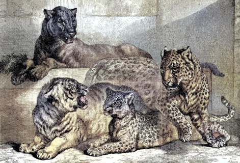 Leopards