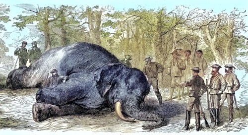 Big game hunting