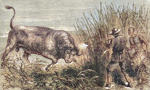Hunting a buffalo