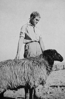 Farmer's daughter with the breeding sheep of the Karakul herd