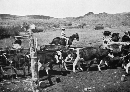 On horseback on the cattle paddock on the way