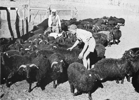 Young farmer woman with her Karakul herd