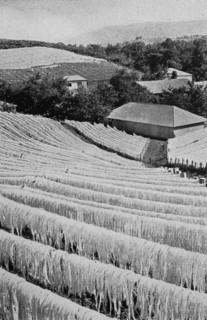 Sisal for drying on a German farm in German East