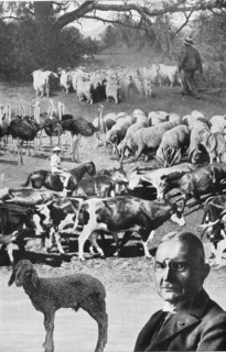 The farm animals in the German colonies in Africa