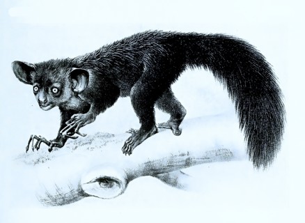 Aye-Aye