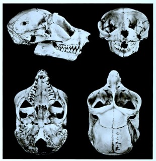 Skull Bones