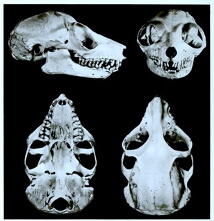 Skull Bones