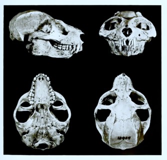 Skull Bones