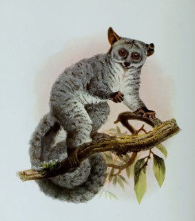 Galago