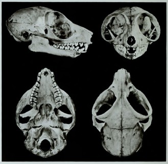 Skull Bones