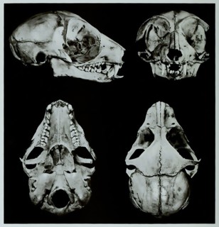 Skull Bones