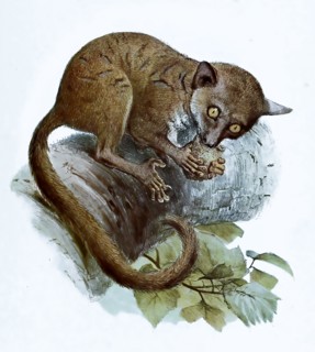 Galago