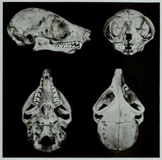 Skull Bones