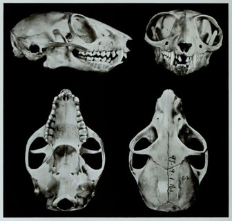 Skull Bones