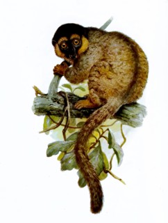 Brown Lemur