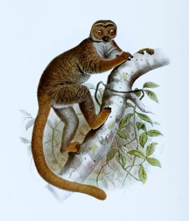 Eastern Woolly Lemur