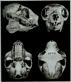Skull Bones