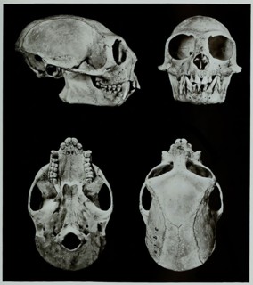 Skull Bones