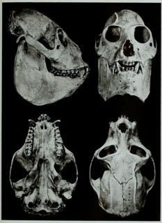 Skull Bones