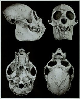 Skull Bones