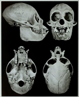 Skull Bones