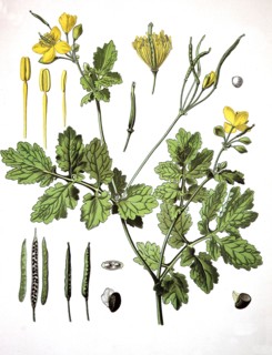 Helidonium Majus