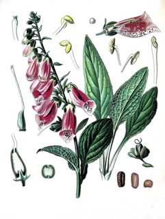 Digitalis Purpurea
