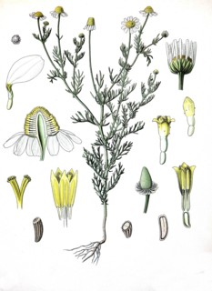 Matricaria Chamomill