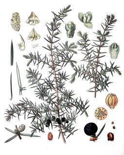 Juniperus Communis