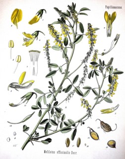 Melilotus Officinalis